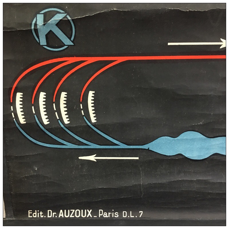 Vintage French Zoological Chart by Dr Auzoux