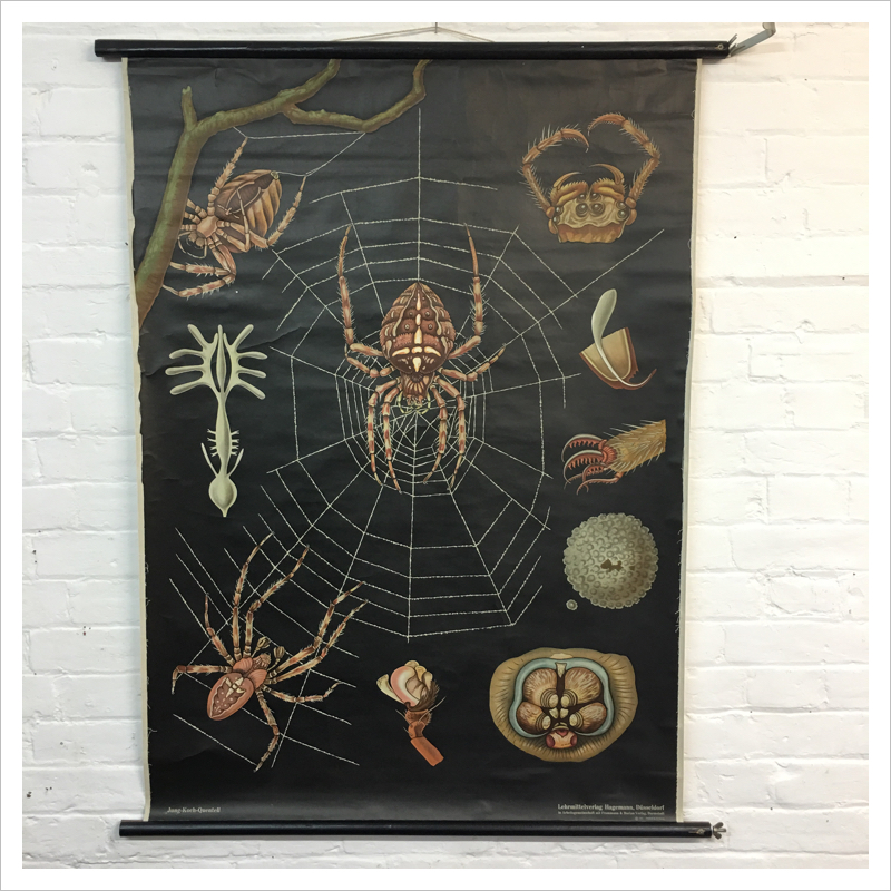 Jung Koch Quentell Chart - Spider