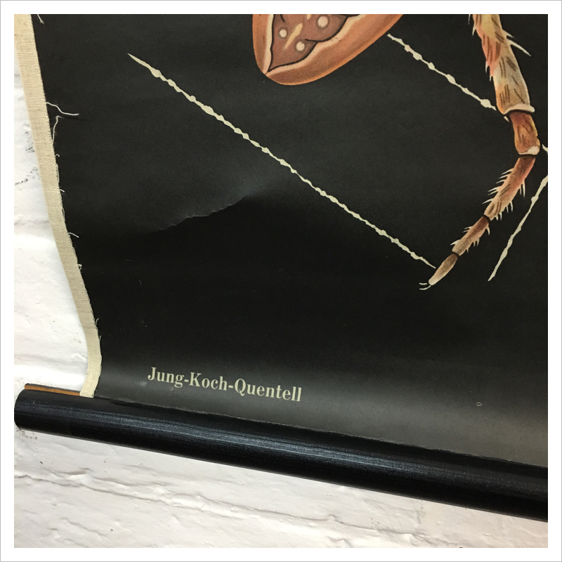 Jung Koch Quentell Chart - Spider
