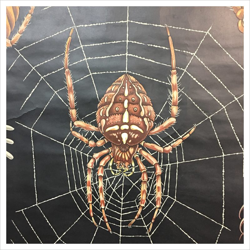 Jung Koch Quentell Chart - Spider