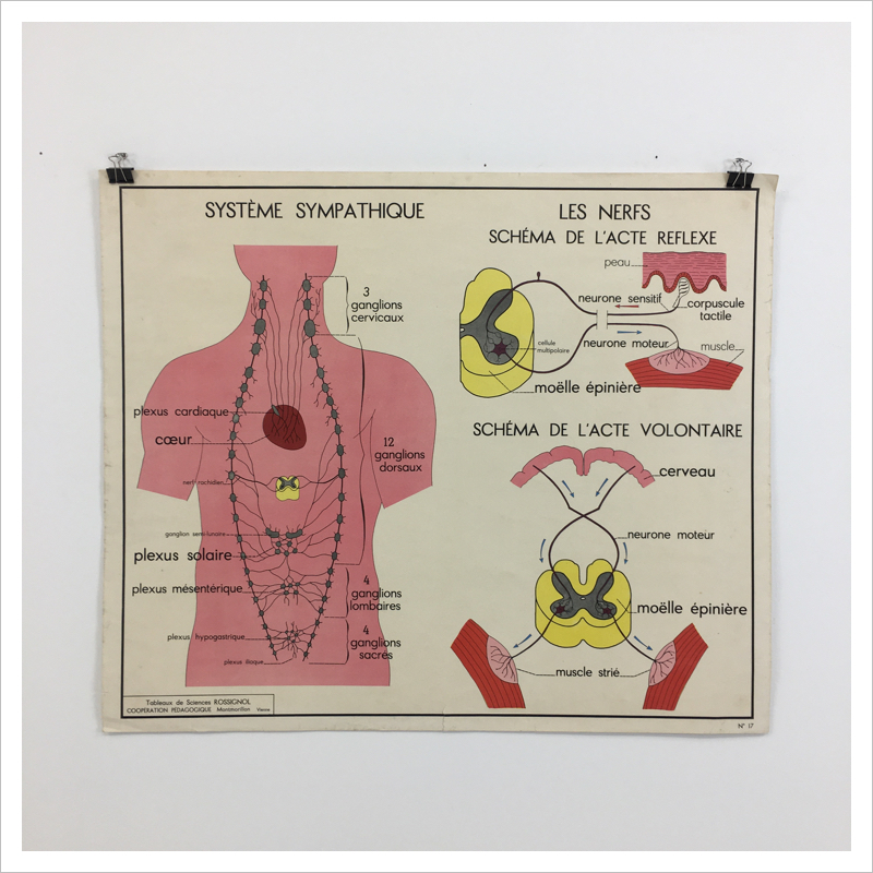 French Rossignol School Vintage Anatomical Chart No. 17/18