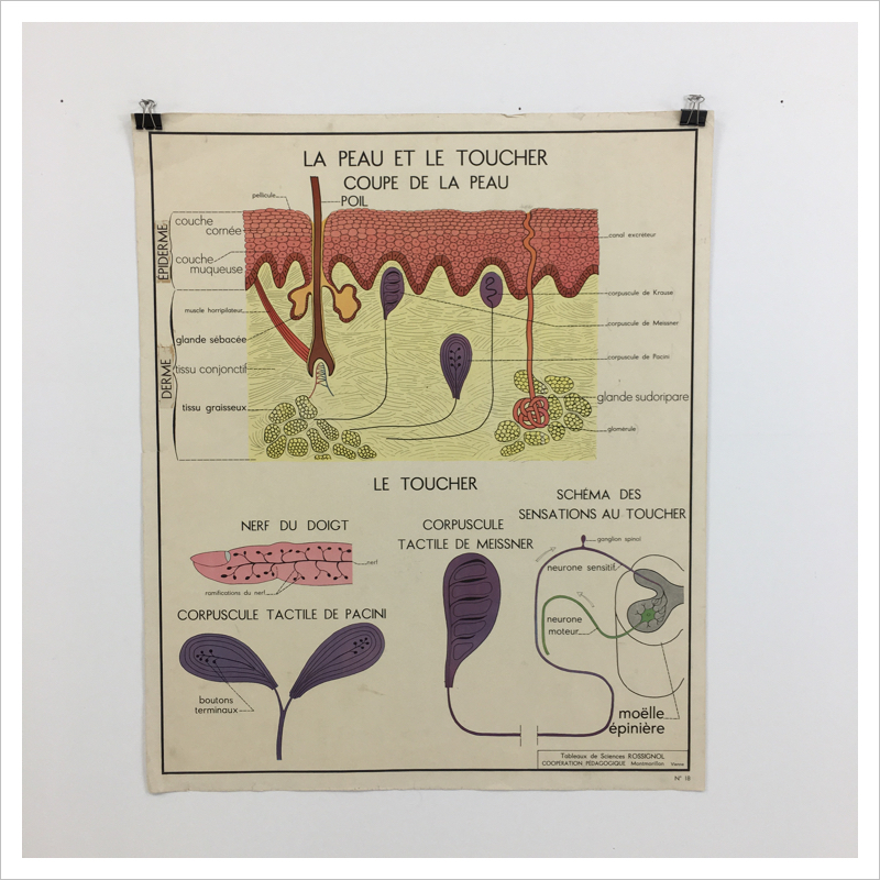 French Rossignol School Vintage Anatomical Chart No. 17/18