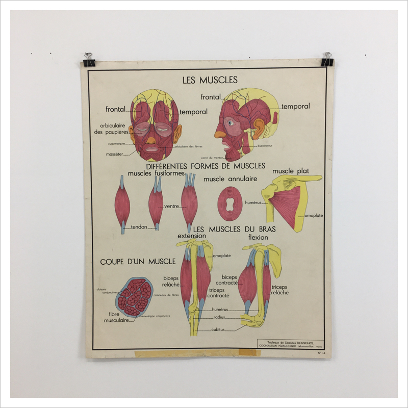 French Rossignol Vintage Anatomical Chart